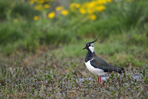 Kiebitz (Vanellus vanellus)