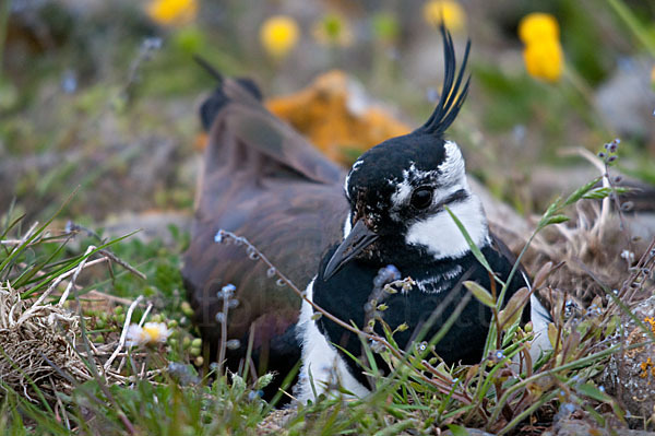 Kiebitz (Vanellus vanellus)