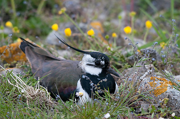 Kiebitz (Vanellus vanellus)