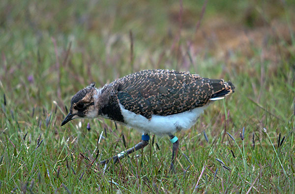 Kiebitz (Vanellus vanellus)