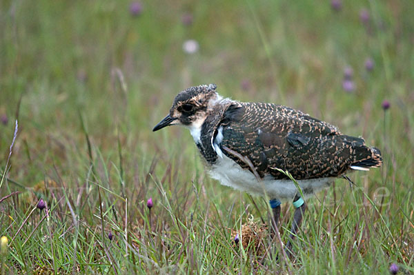 Kiebitz (Vanellus vanellus)