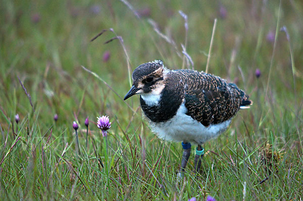 Kiebitz (Vanellus vanellus)