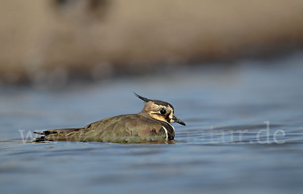 Kiebitz (Vanellus vanellus)