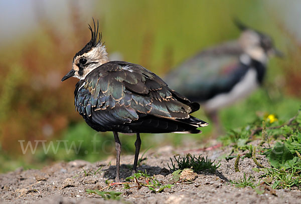 Kiebitz (Vanellus vanellus)