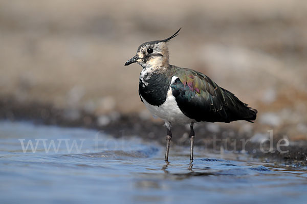 Kiebitz (Vanellus vanellus)