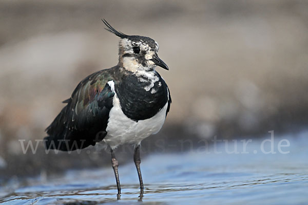 Kiebitz (Vanellus vanellus)