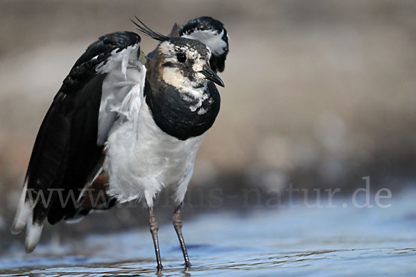 Kiebitz (Vanellus vanellus)