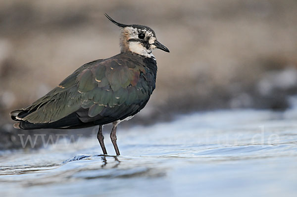 Kiebitz (Vanellus vanellus)