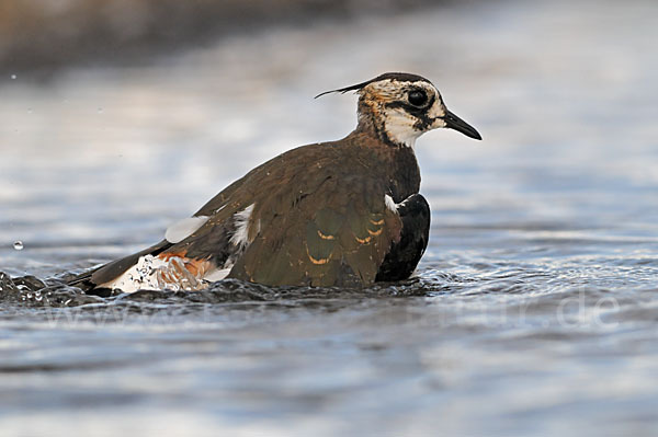 Kiebitz (Vanellus vanellus)