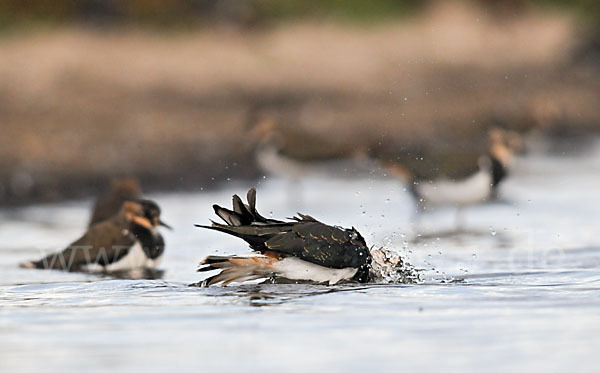 Kiebitz (Vanellus vanellus)