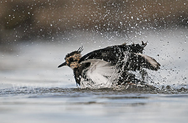 Kiebitz (Vanellus vanellus)