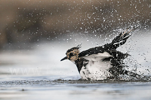 Kiebitz (Vanellus vanellus)