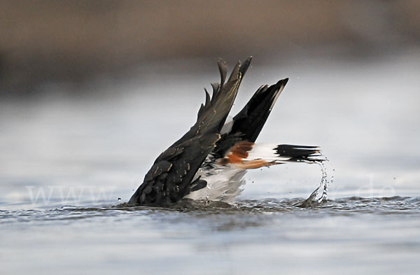 Kiebitz (Vanellus vanellus)