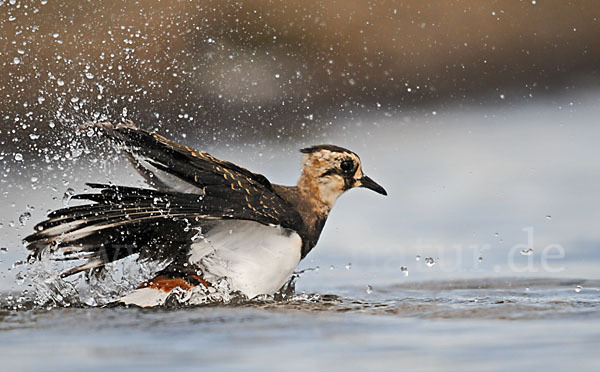 Kiebitz (Vanellus vanellus)