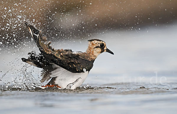 Kiebitz (Vanellus vanellus)