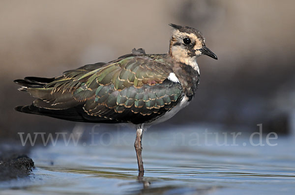 Kiebitz (Vanellus vanellus)