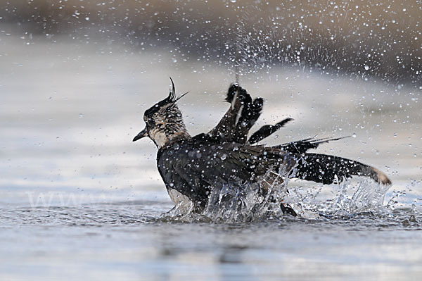 Kiebitz (Vanellus vanellus)