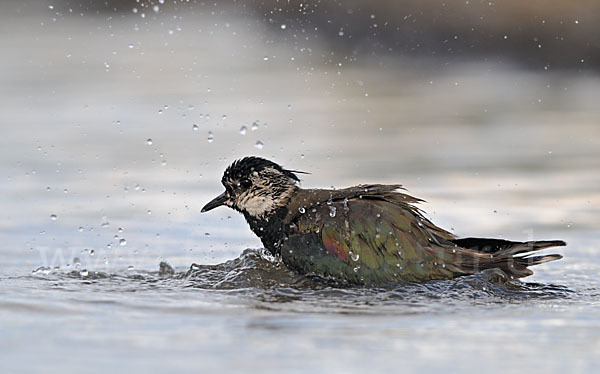 Kiebitz (Vanellus vanellus)