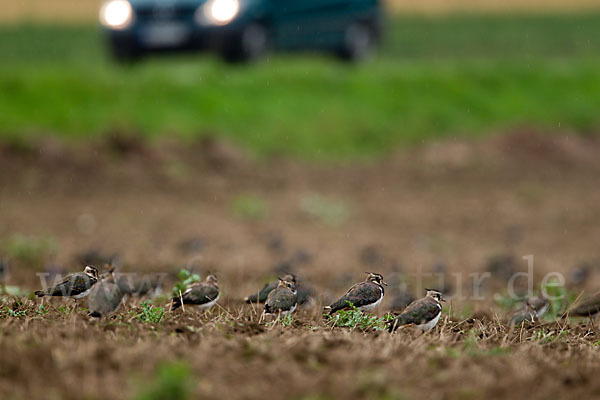 Kiebitz (Vanellus vanellus)