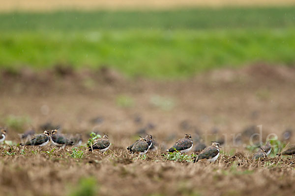 Kiebitz (Vanellus vanellus)