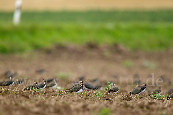 Kiebitz (Vanellus vanellus)