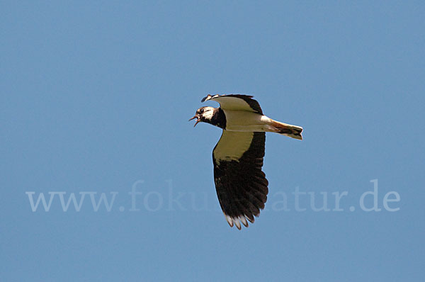 Kiebitz (Vanellus vanellus)