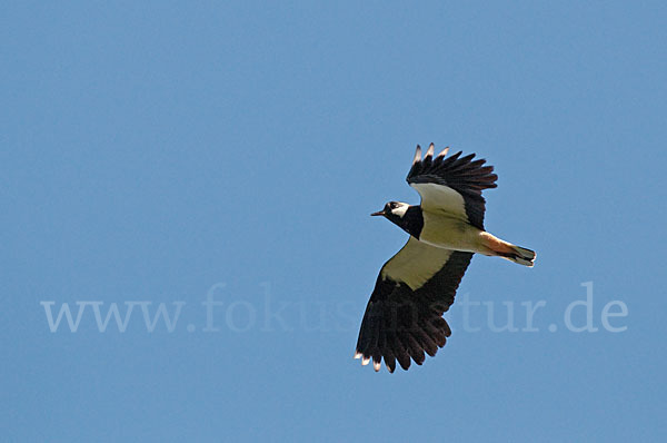 Kiebitz (Vanellus vanellus)