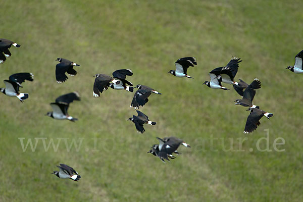 Kiebitz (Vanellus vanellus)