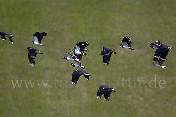 Kiebitz (Vanellus vanellus)