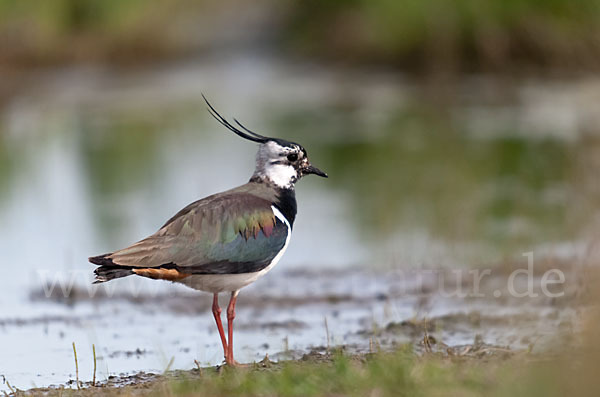 Kiebitz (Vanellus vanellus)