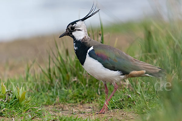 Kiebitz (Vanellus vanellus)