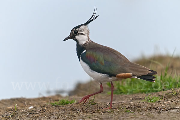 Kiebitz (Vanellus vanellus)