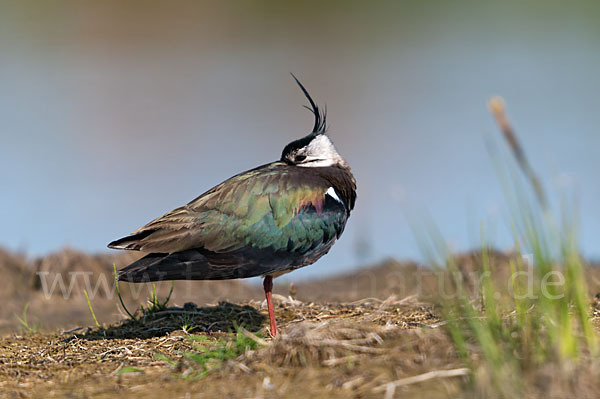 Kiebitz (Vanellus vanellus)