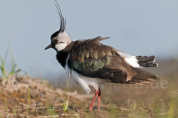 Kiebitz (Vanellus vanellus)