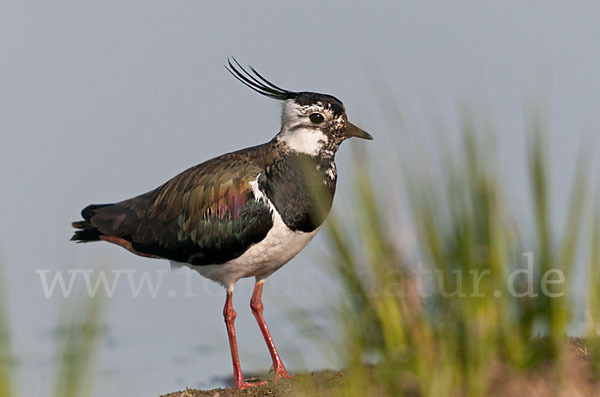 Kiebitz (Vanellus vanellus)