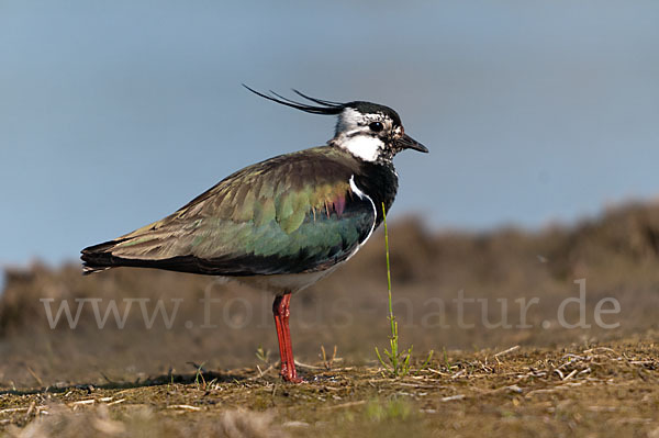 Kiebitz (Vanellus vanellus)