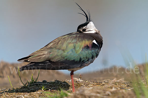 Kiebitz (Vanellus vanellus)