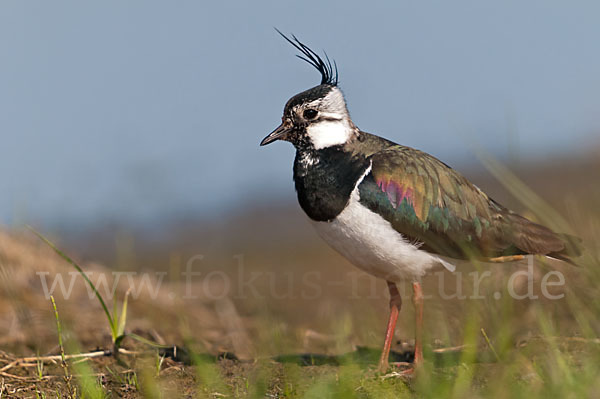 Kiebitz (Vanellus vanellus)