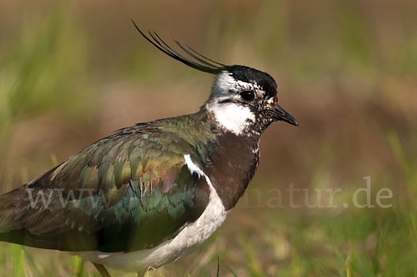 Kiebitz (Vanellus vanellus)