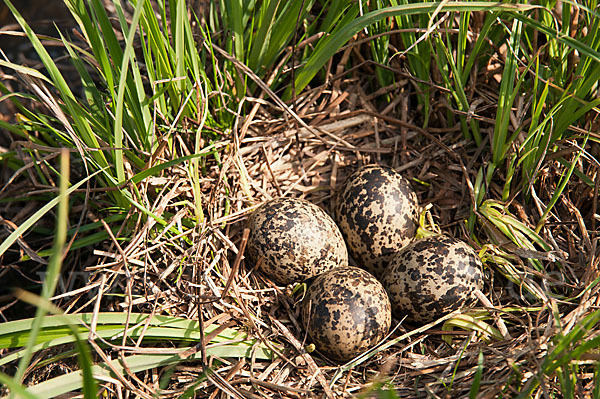 Kiebitz (Vanellus vanellus)