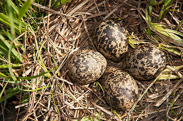 Kiebitz (Vanellus vanellus)