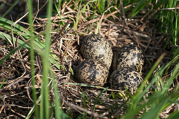 Kiebitz (Vanellus vanellus)