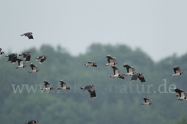 Kiebitz (Vanellus vanellus)