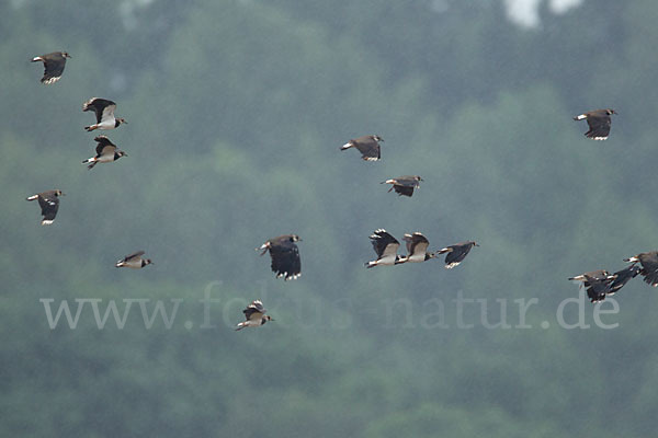 Kiebitz (Vanellus vanellus)