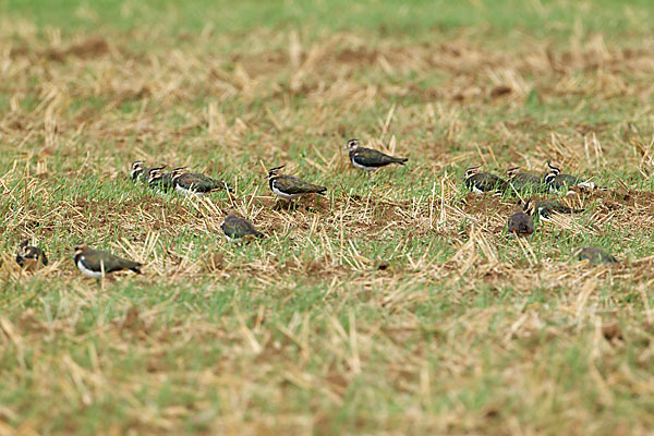 Kiebitz (Vanellus vanellus)
