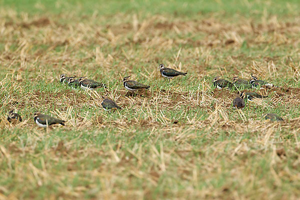 Kiebitz (Vanellus vanellus)