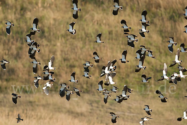 Kiebitz (Vanellus vanellus)