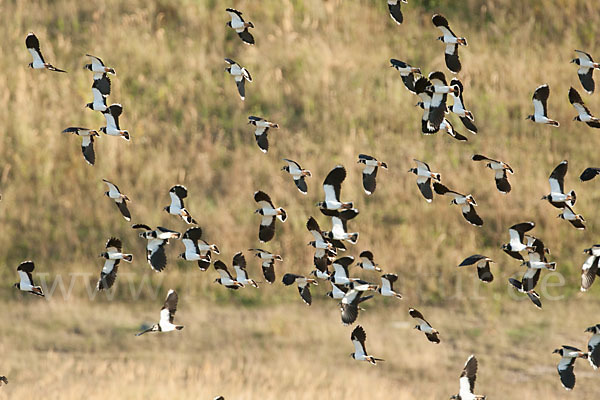 Kiebitz (Vanellus vanellus)