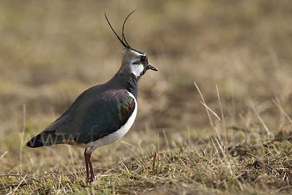 Kiebitz (Vanellus vanellus)