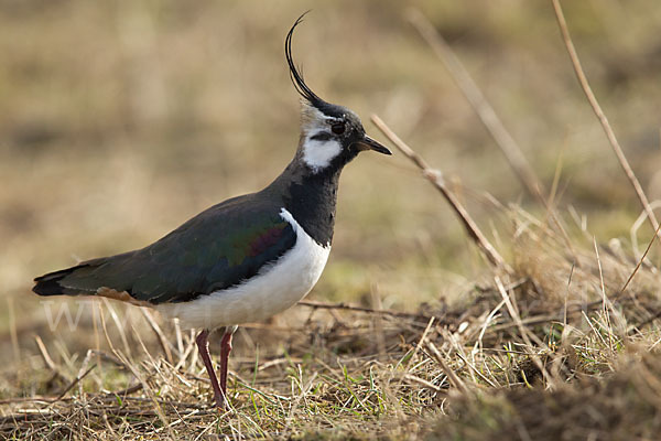 Kiebitz (Vanellus vanellus)